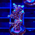ARC Fireworks Acropora XL Frag Coral