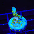 Ari's Avalanche Acropora Coral