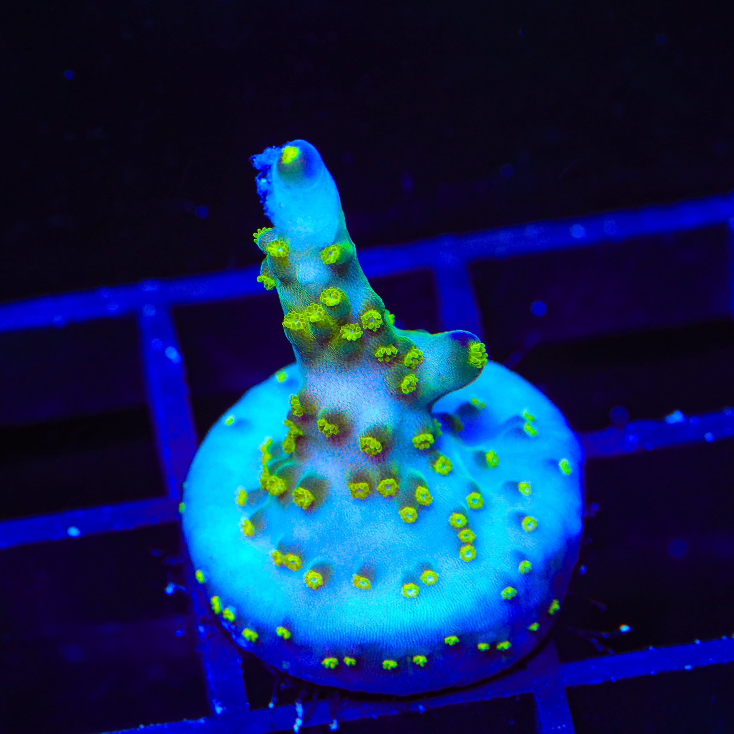 Ari's Avalanche Acropora Coral