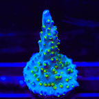 Ari's Avalanche Acropora Coral