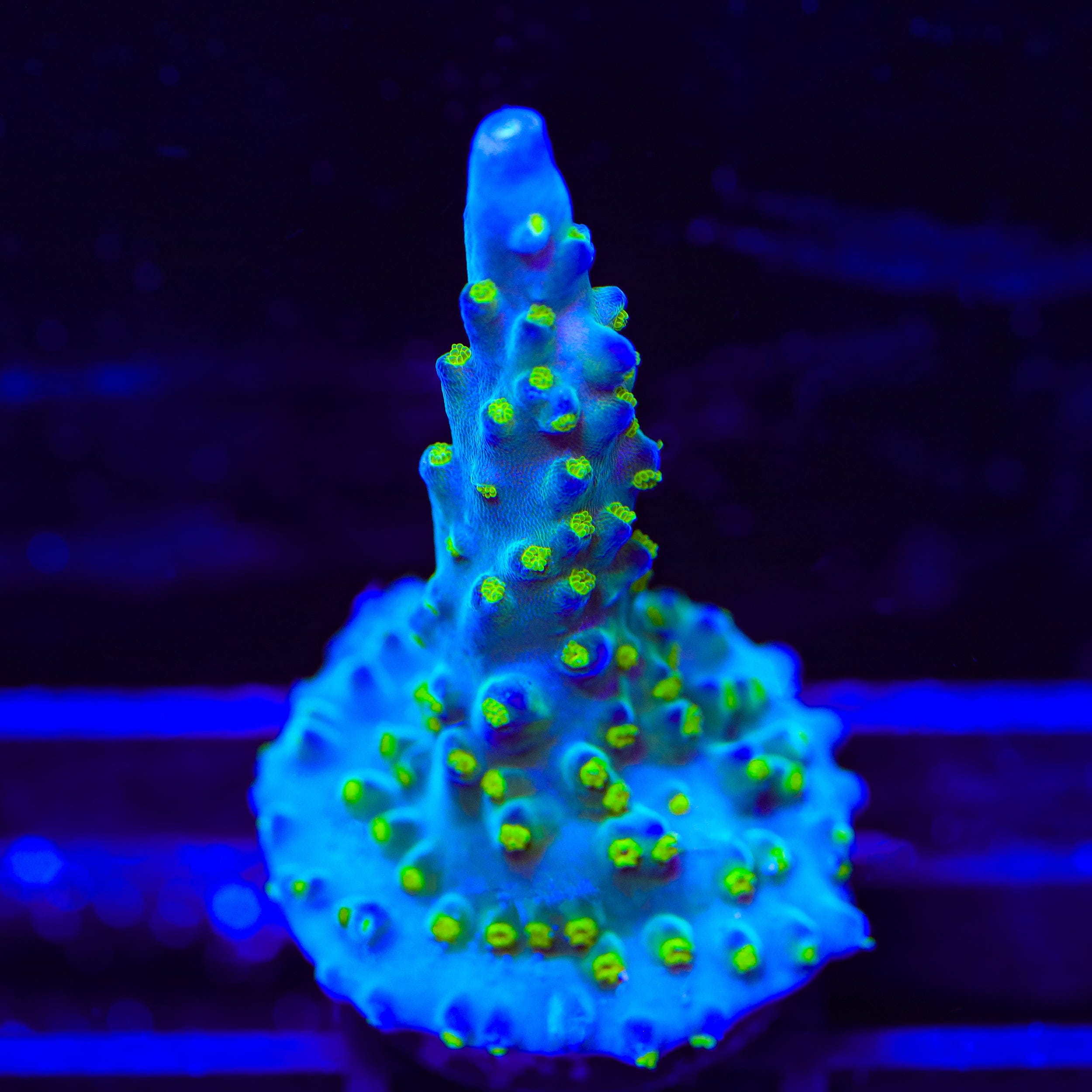 Ari's Avalanche Acropora Coral