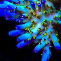 Ari's Avalanche Acropora Coral