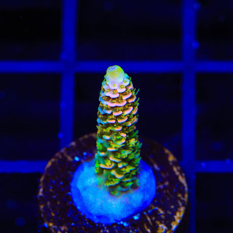 ASD Rainbow Millepora Acropora Coral