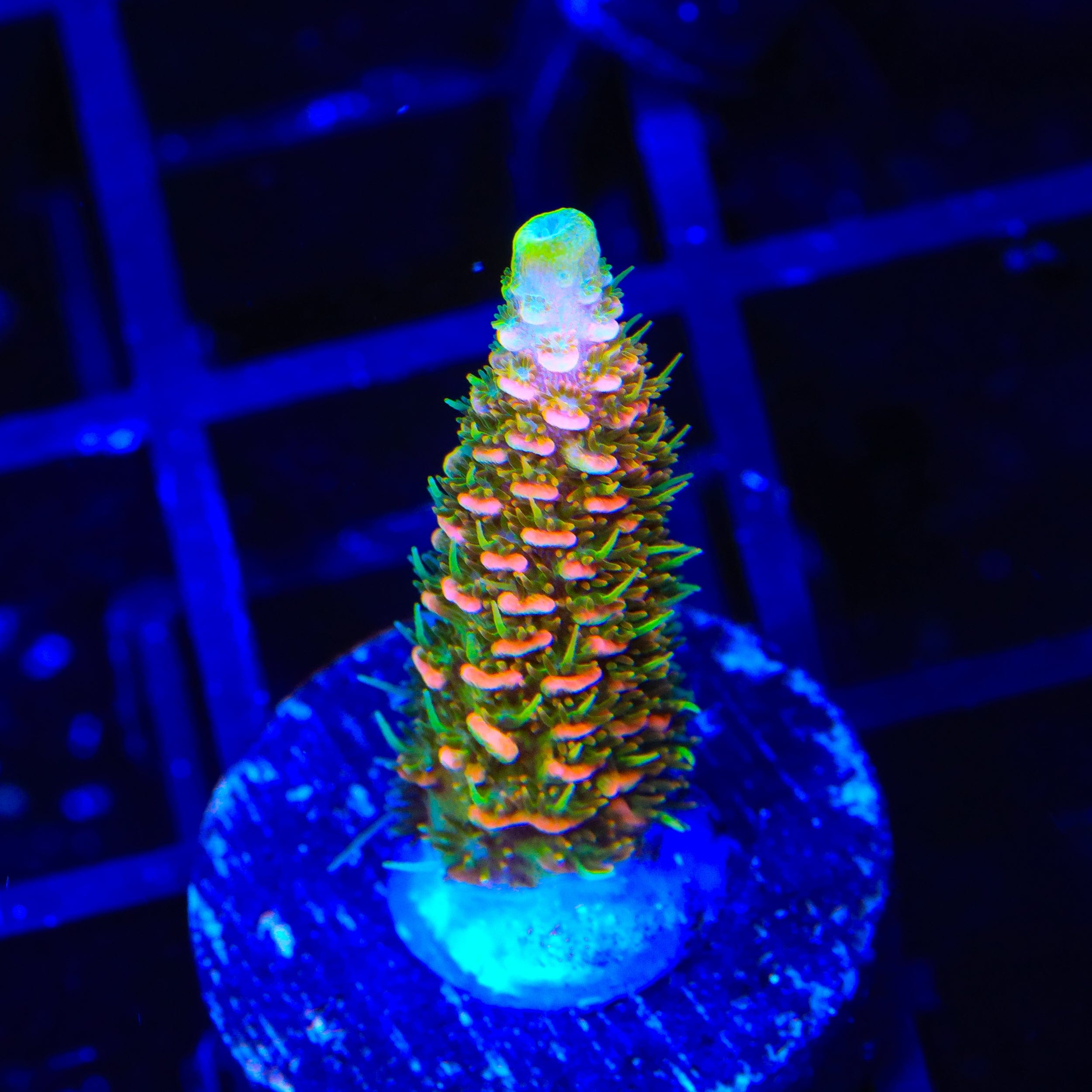 ASD Rainbow Millepora Acropora Coral