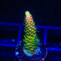 ASD Rainbow Millepora Acropora Coral
