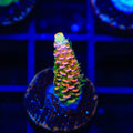 ASD Rainbow Millepora Acropora Coral