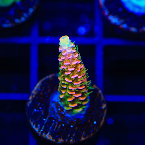ASD Rainbow Millepora Acropora Coral