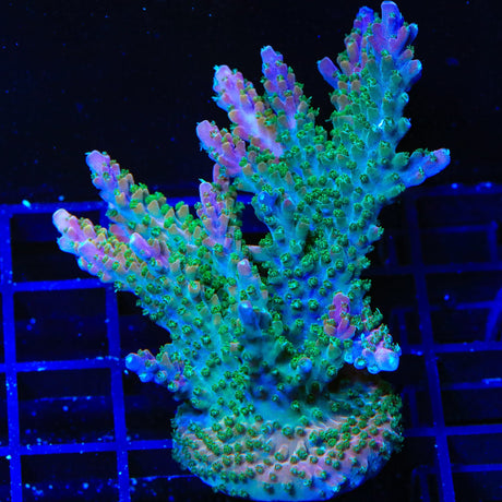 BC Bubblebath Unicorn Acropora Colony Coral