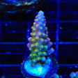 BC Bubblebath Unicorn Acropora Coral