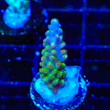 BC Bubblebath Unicorn Acropora Coral