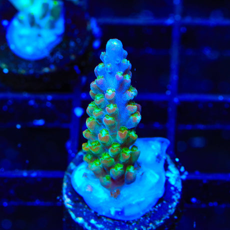BC Bubblebath Unicorn Acropora Coral