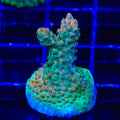 BC Bubblebath Unicorn Acropora Coral