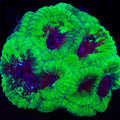 Beast Boy Favia Coral