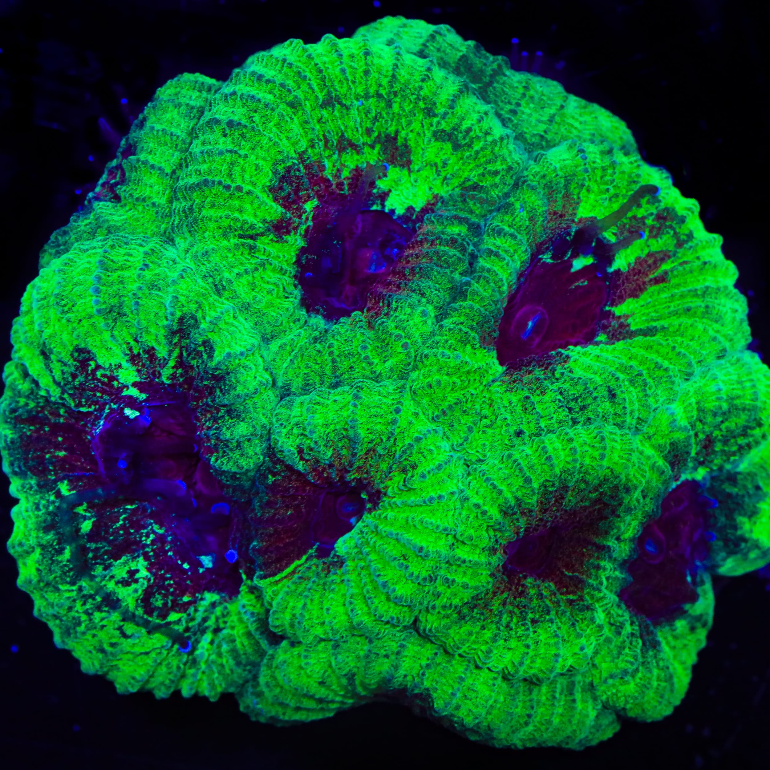 Beast Boy Favia Coral