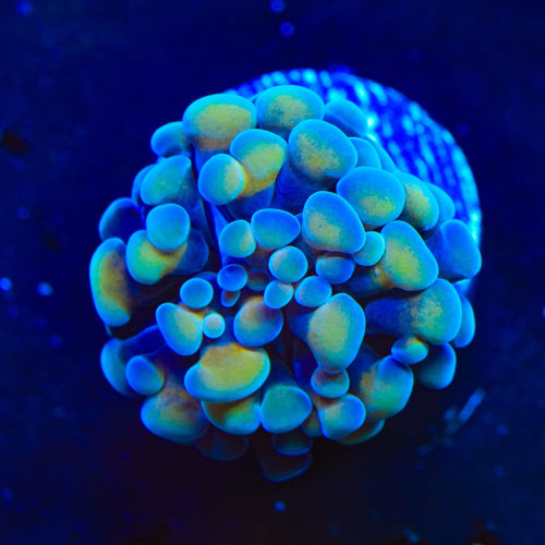 Beat Box Hammer Coral