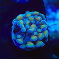Beat Box Hammer Coral