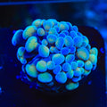 Beat Box Hammer Coral