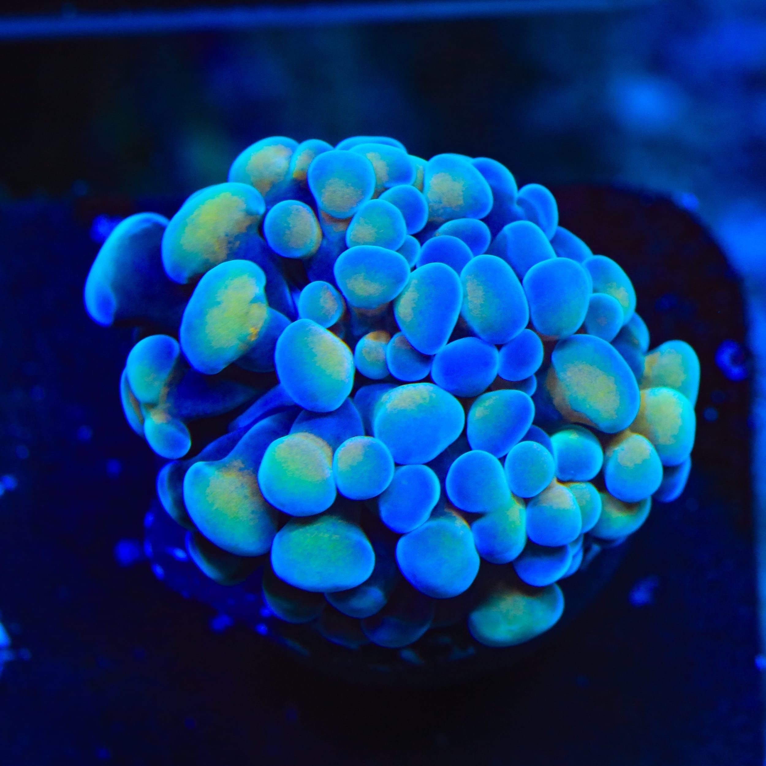 Beat Box Hammer Coral