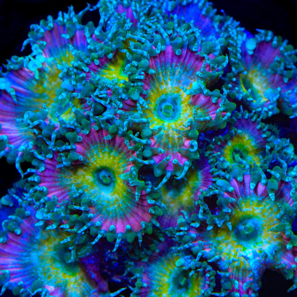Beauty and The Beast Palythoa Zoanthids Coral