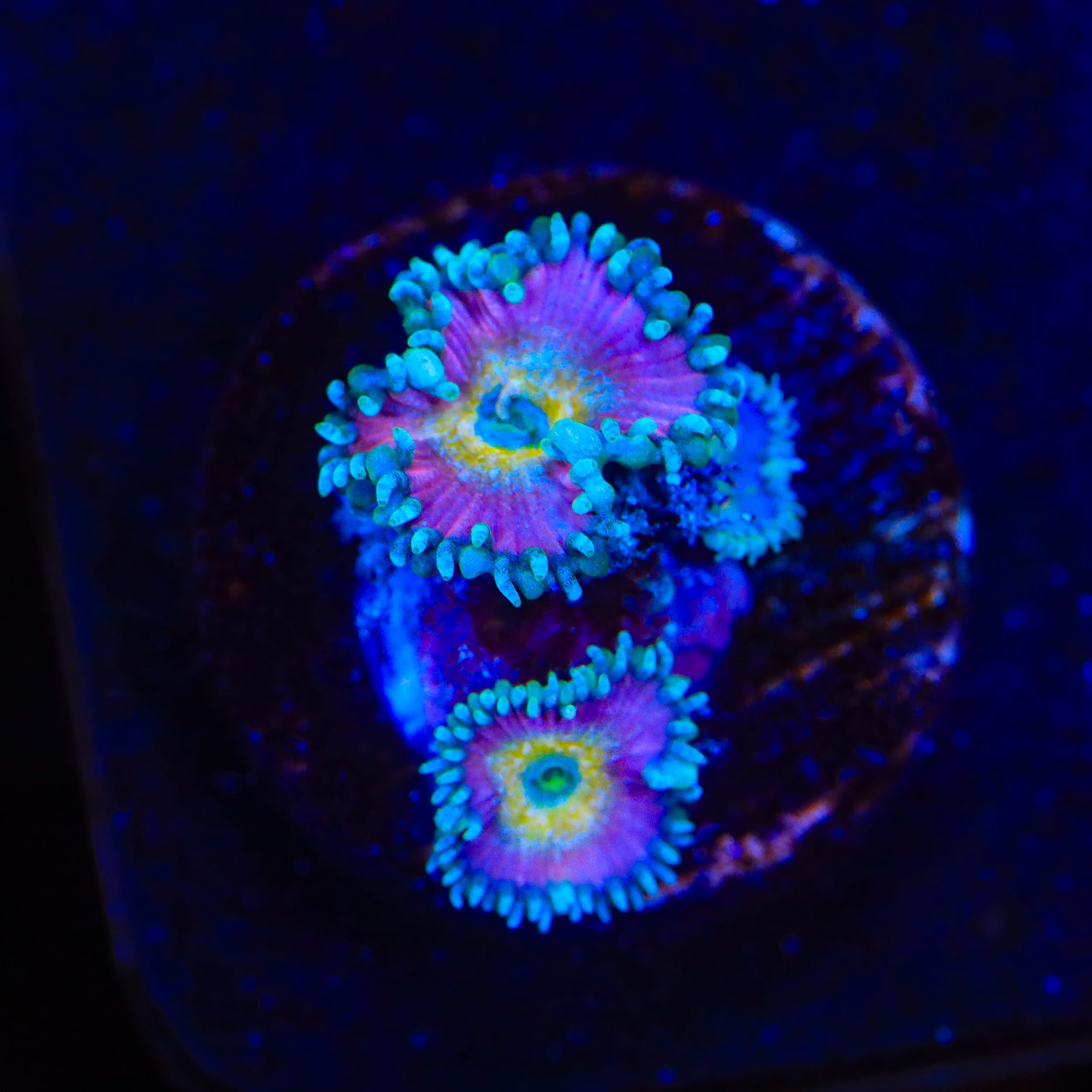 Beauty and The Beast Palythoa Zoanthids Coral