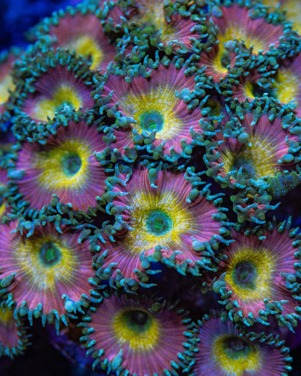 Beauty and The Beast Palythoa Zoanthids Coral