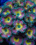 Beauty and The Beast Palythoa Zoanthids Coral