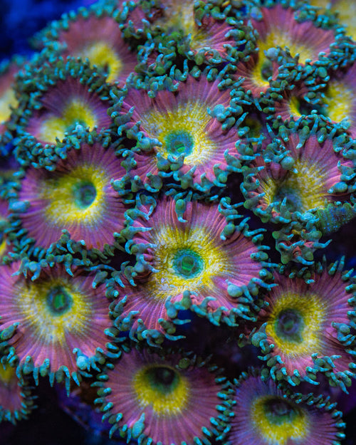 Beauty and The Beast Palythoa Zoanthids Coral