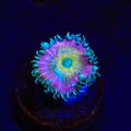 Beauty and The Beast Palythoa Zoanthids Coral
