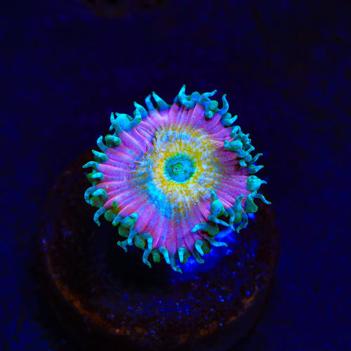 Beauty and The Beast Palythoa Zoanthids Coral