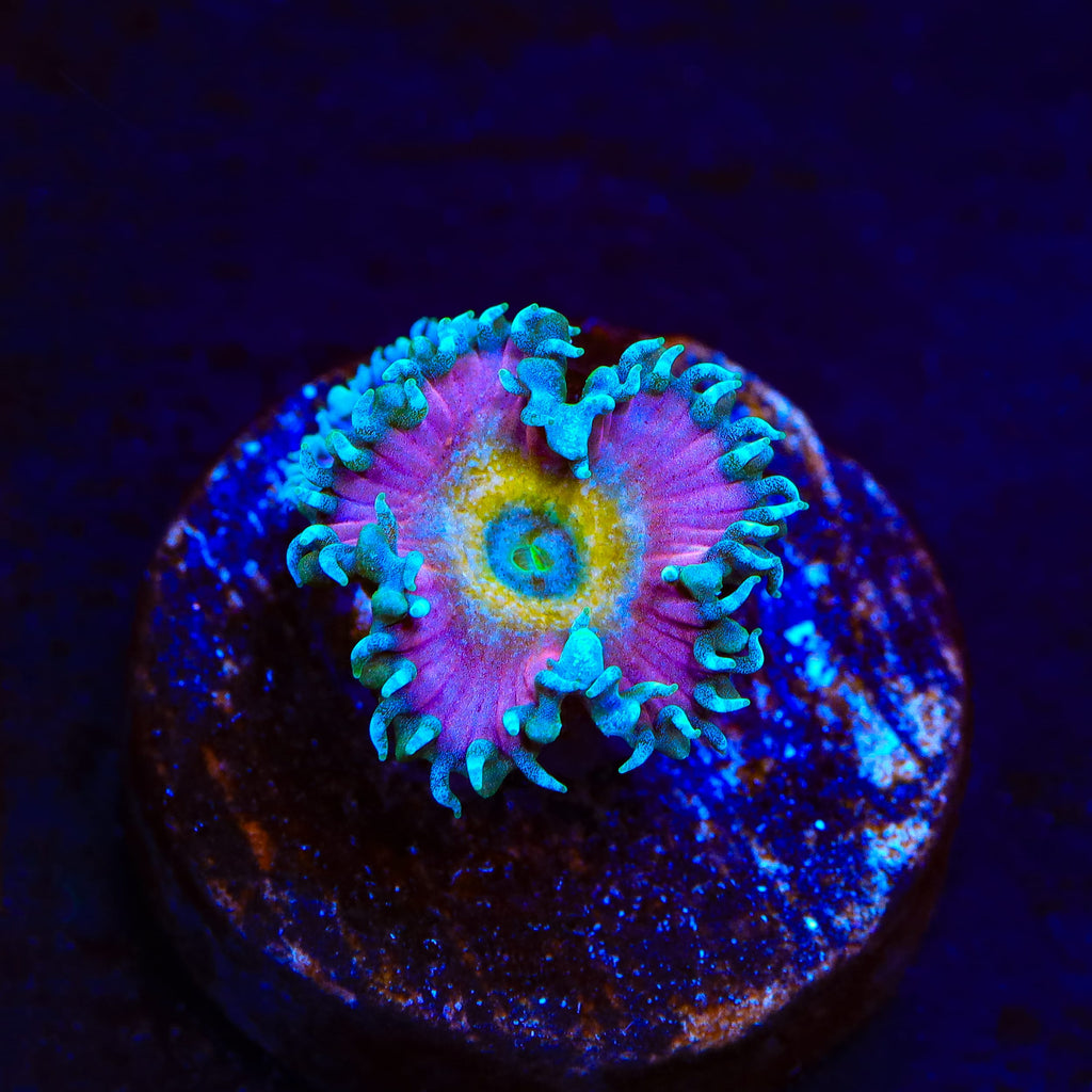 Beauty and The Beast Palythoa Zoanthids Coral