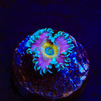 Beauty and The Beast Palythoa Zoanthids Coral