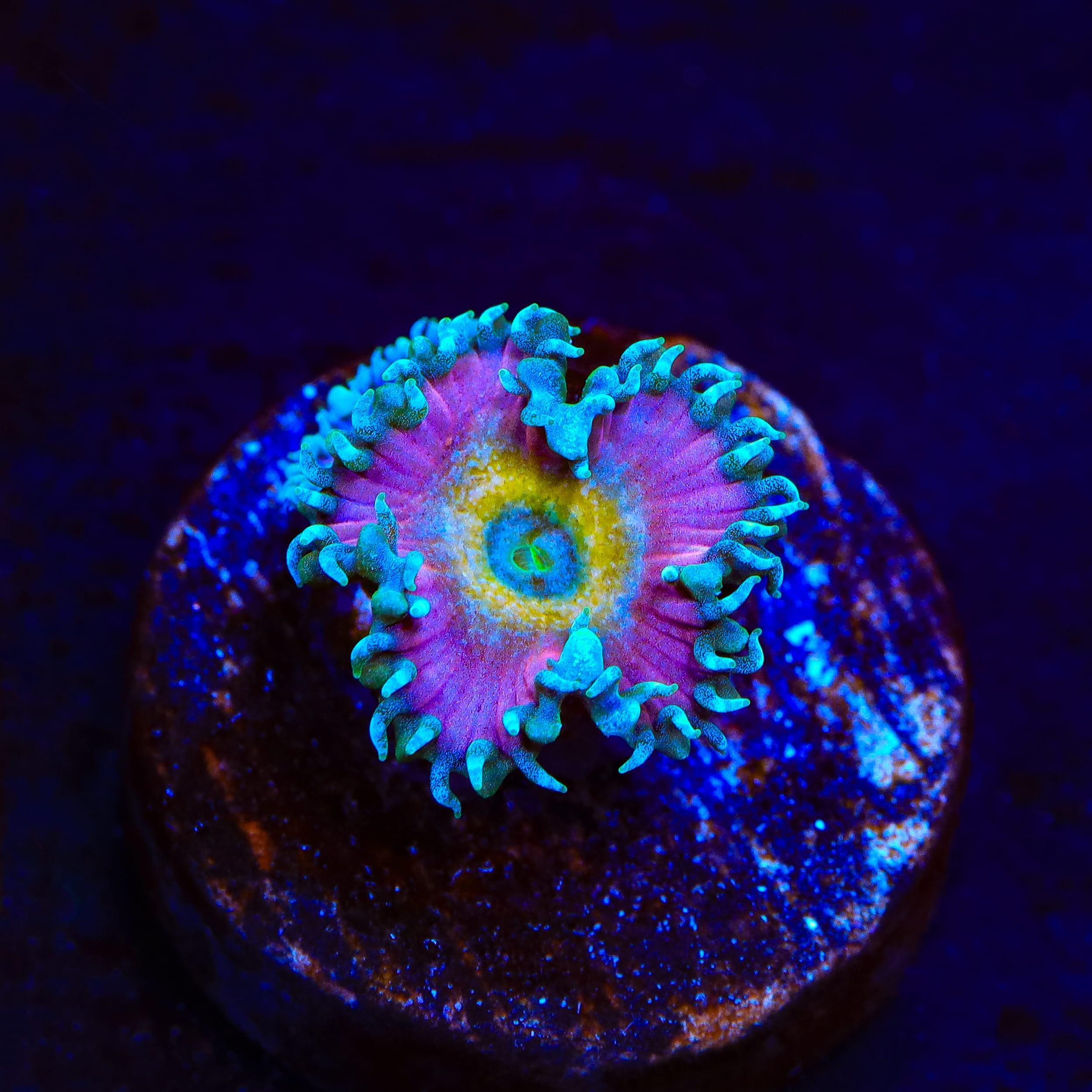 Beauty and The Beast Palythoa Zoanthids Coral