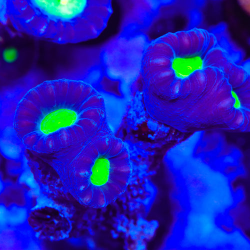Bicolor Candy Cane Coral