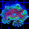 Big Mama Yuma Mushroom Coral