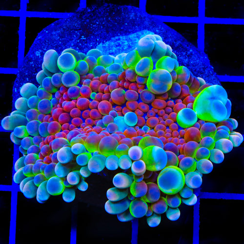 Big Mama Yuma Mushroom Coral
