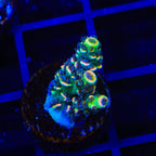 BkChem Froot Loops Acropora Coral