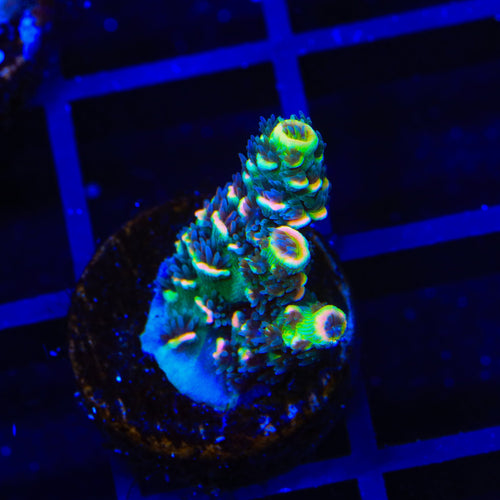 BkChem Froot Loops Acropora Coral