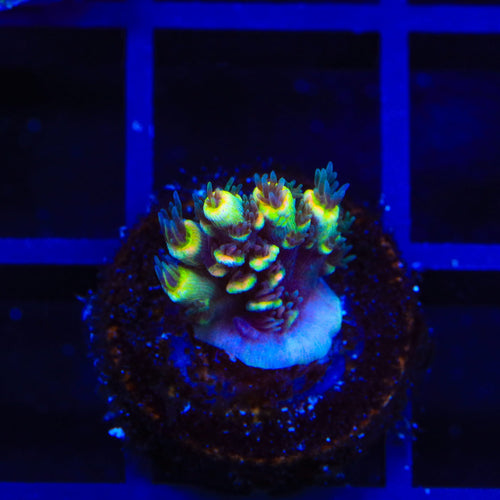 BkChem Froot Loops Acropora Coral