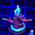 Black Sabbath Dragon Acropora Coral