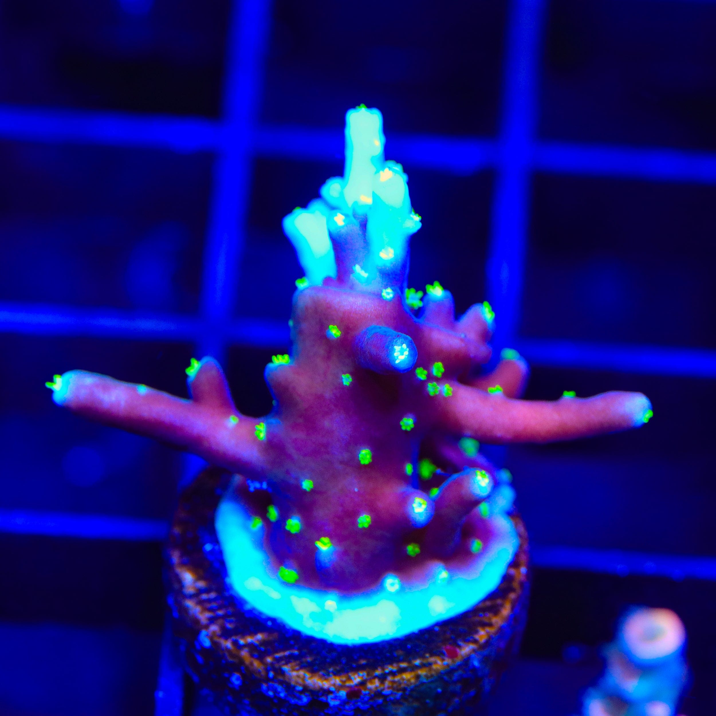 Black Sabbath Dragon Acropora Coral