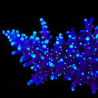 Black Sabbath Dragon Acropora Coral