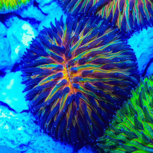 Blazing Saddle Plate Coral