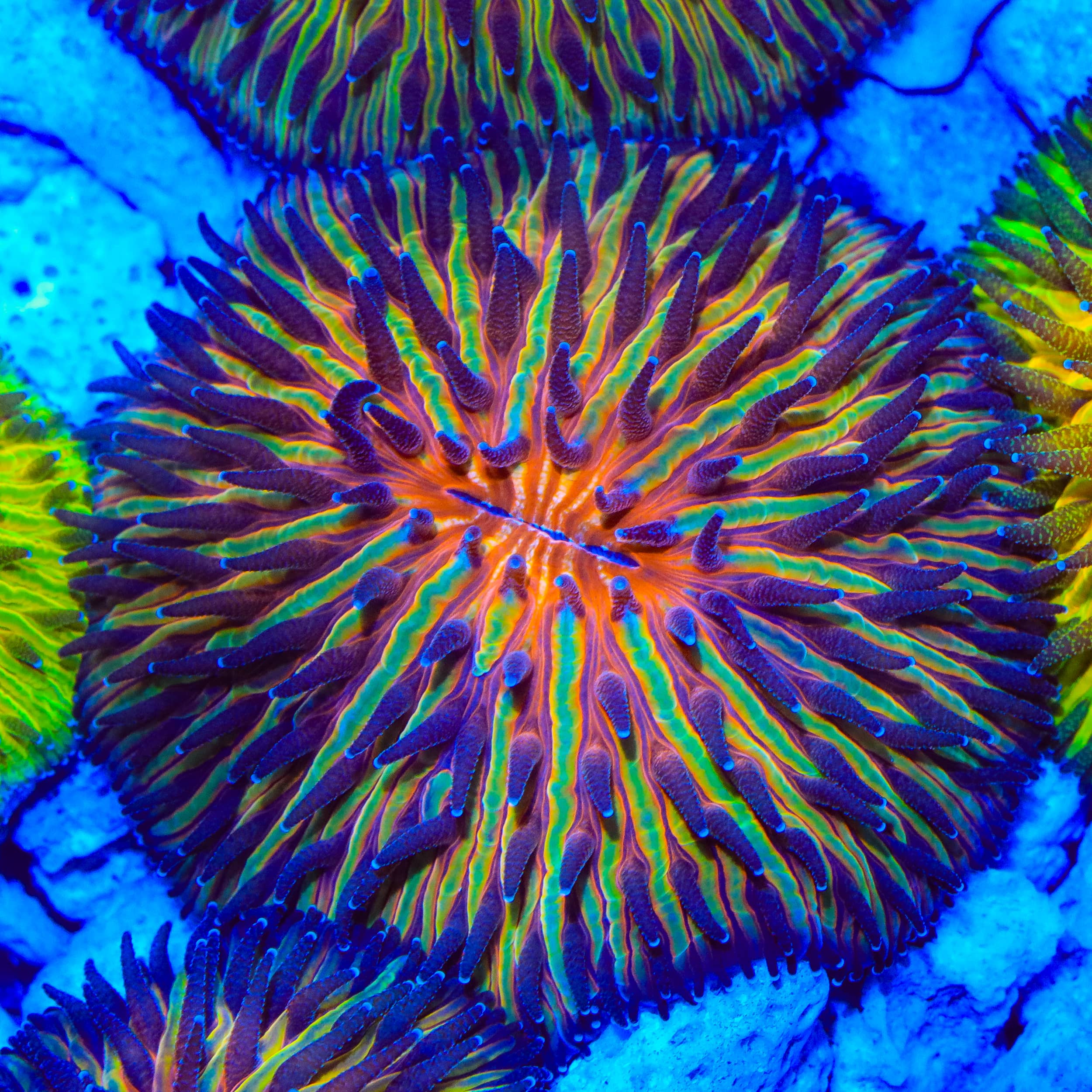 Blazing Saddle Plate Coral