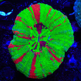 Bleeding Apple Scolymia Coral