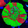 Bleeding Apple Scolymia Coral