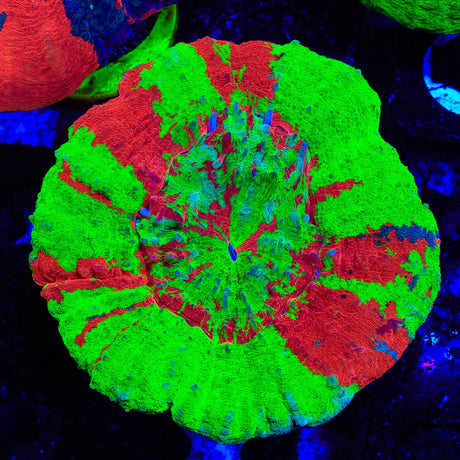 Bleeding Apple Scolymia Coral