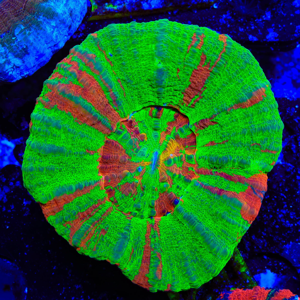 Bleeding Apple Scolymia Coral