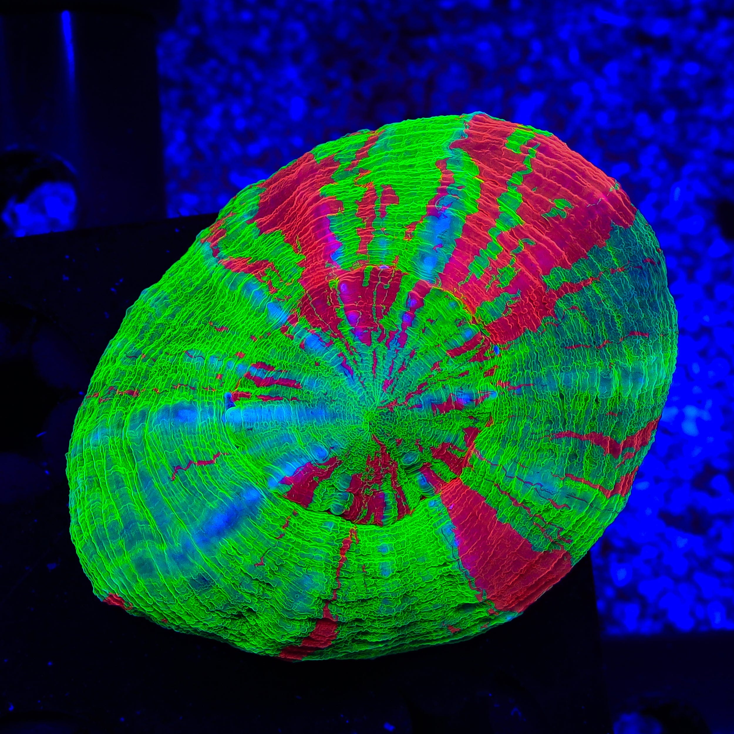 Bleeding Apple Scolymia Coral