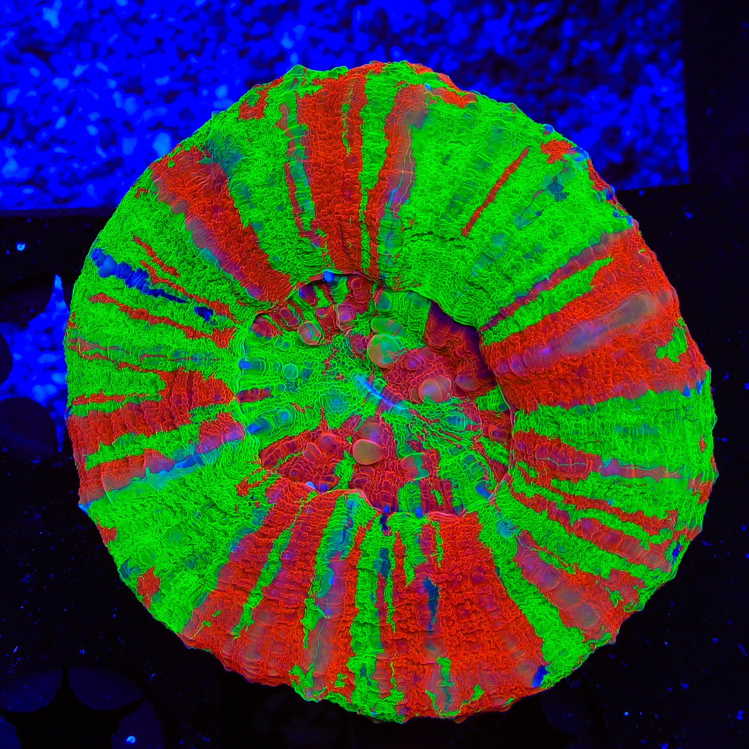 Bleeding Apple Scolymia Coral