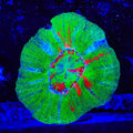 Bleeding Apple Scolymia Coral